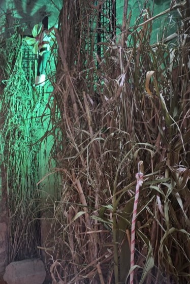 CAÑAS VERDES PER LA PANDEMIA DEL CARRER